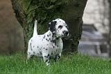 DALMATIEN 471